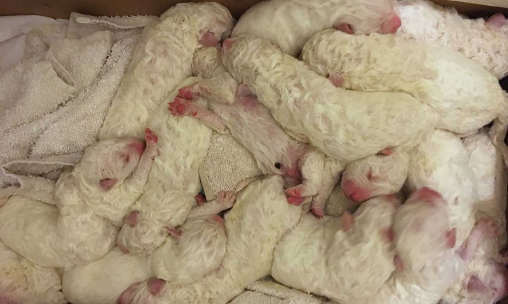 The momma sheepdog named Stella gave birth to 17 puppies