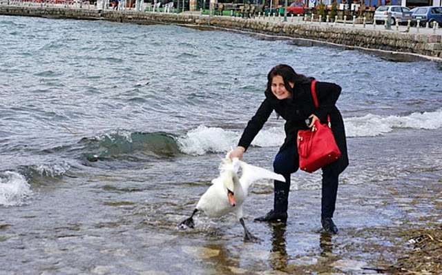 The unidentified female tourist and the swan