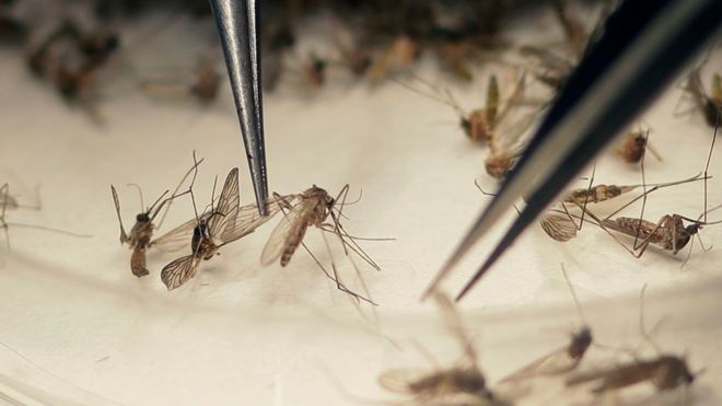 Trials using modified mosquitoes have been taking place in the Cayman Islands