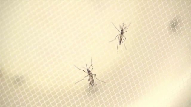 Fresno a potential home for Zika-carrying mosquito, study says