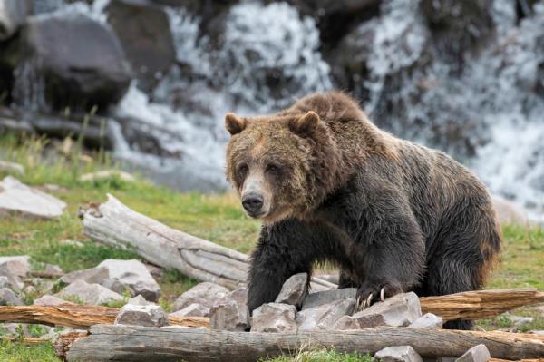 Yellowstone Grizzlies