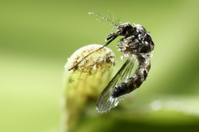 Qld Zika virus tests 'inconclusive'