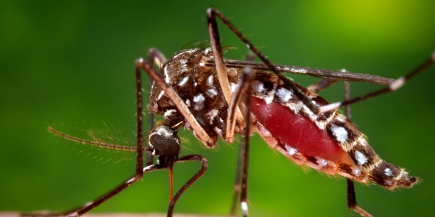 CDC: Zika infections confirmed in 9 pregnant women in US