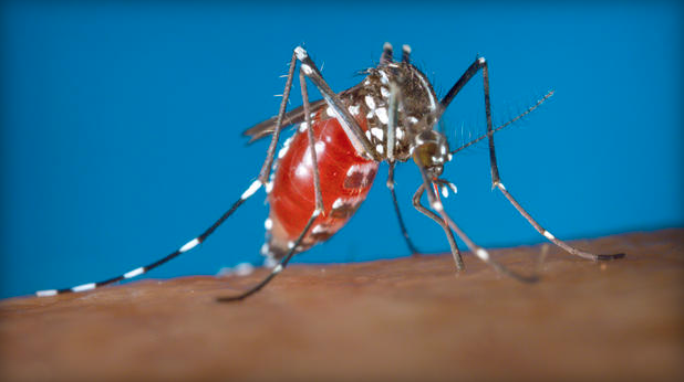 Zika-transmitting mosquitoes may be more prevalent throughout the southern US and in the Northeast as far up as New York City as the warmer months approach