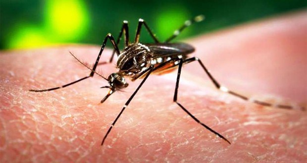 Zika-hit Cape Verde identifies first case of microcephaly