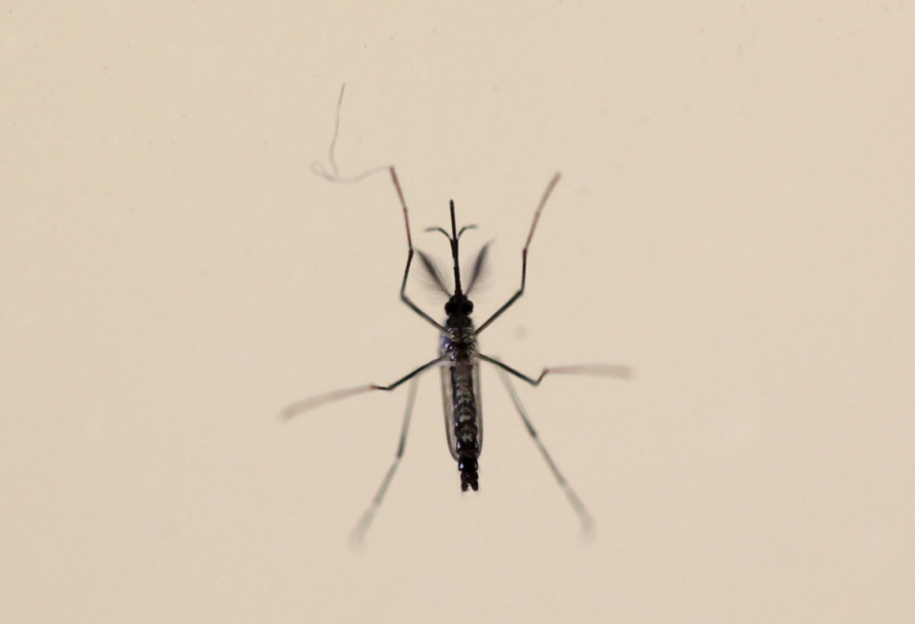 Aedes aegypti