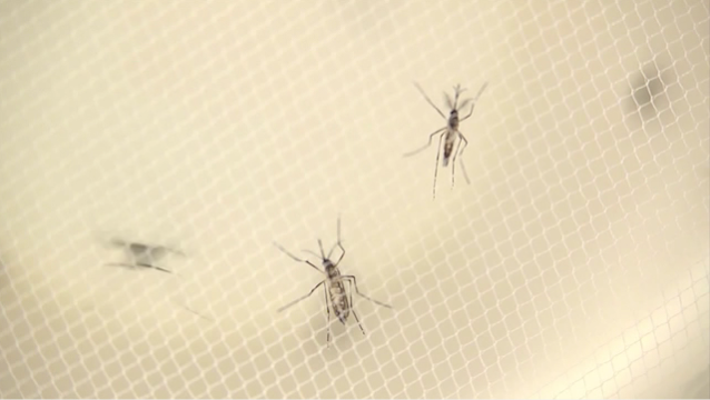 Florida Zika Virus Cases Climb To 60