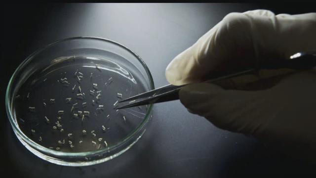 Puerto Rico braces for wave of mosquito-borne Zika virus