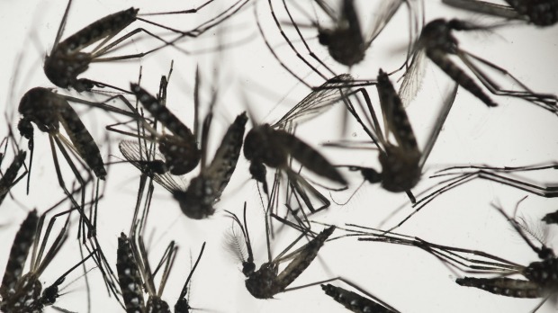 A Townsville woman tested positive for Zika virus after returning from a Pacific island