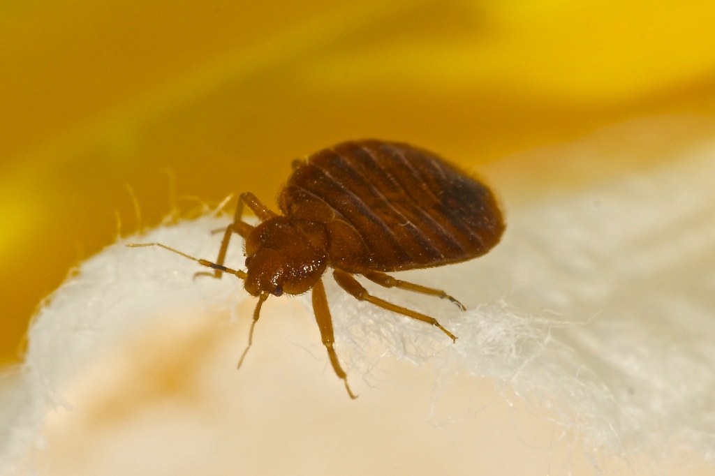 A bed bug is seen in this file