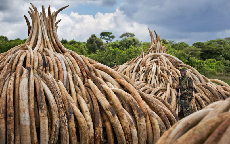 Kenya Will Host the Largest Ivory Burn in History As a Signal to Poachers