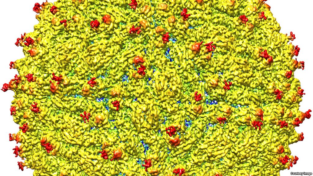 A representation of the surface of the Zika virus is shown