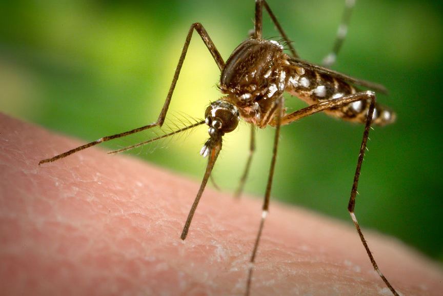 Second Arkansas resident found to have Zika