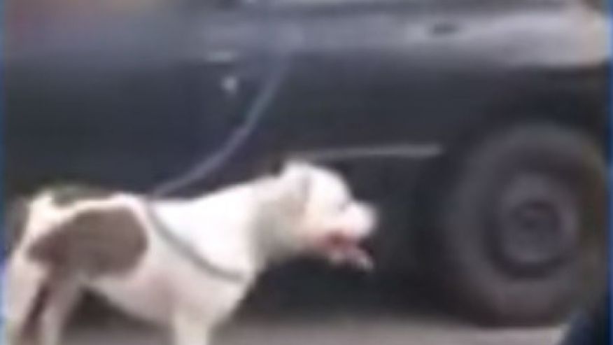 Caught on camera: Driving while dog walking