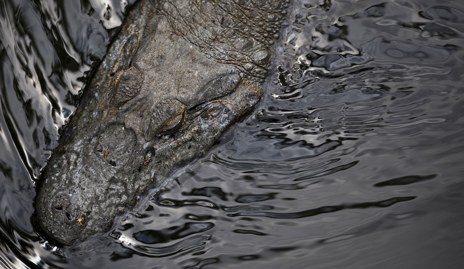 Florida alligator hunted