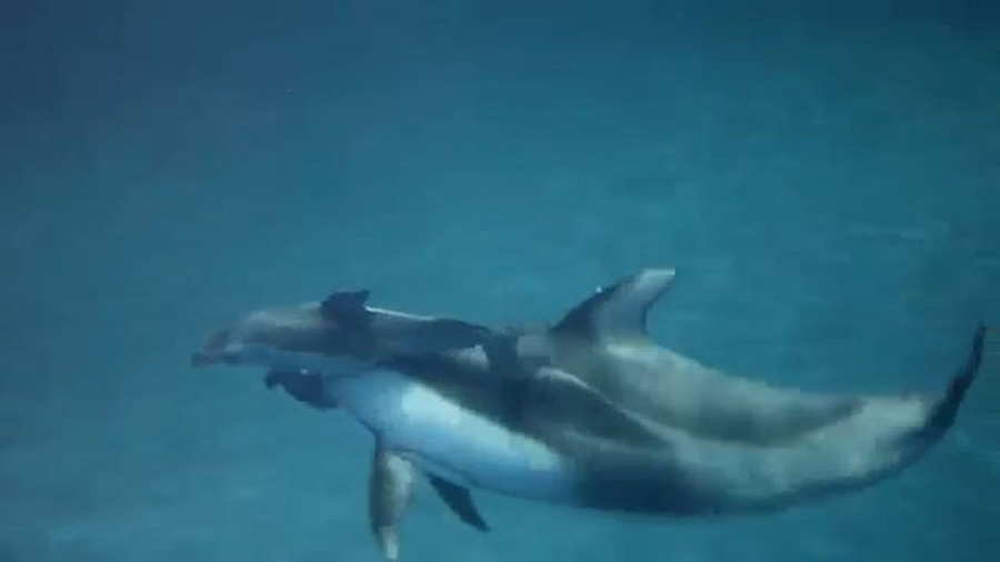 Baby Dolphin's Birth Captured on Video at Chicago Aquarium