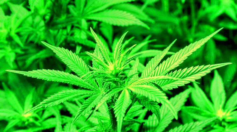 Marijuana is illegal for recreational use under Israeli law but is prescribed for patients with certain conditions including those undergoing chemotherapy