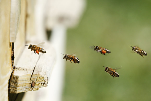 Bjorn Holland via Getty Images
Honey bees seen here pollinate 75 percent of the fruits nuts and vegetables grown in the U.S