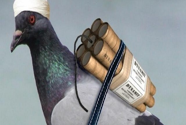 Boko Haram bird