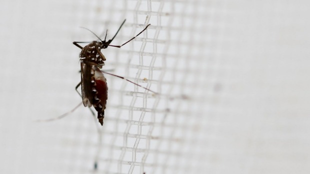 An Aedes aegypti mosquito that can transmit the Zika virus