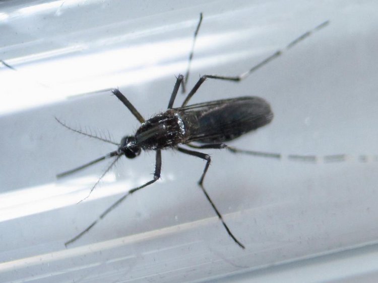 An edes aegypti mosquito is seen inside a test tube as part of a research on preventing the spread of the Zika virus and other mosquito-borne diseases at a control and prevention center in Guadalupe neighbouring Monterrey Mexico in this