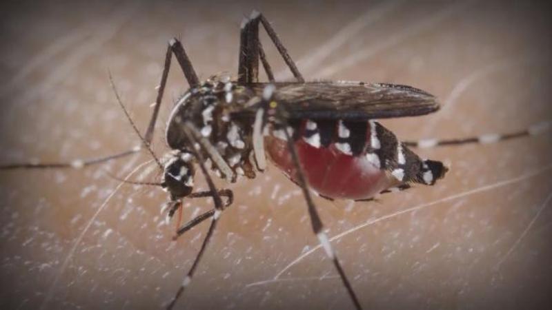 Mayor, county officials discuss health concerns related to Zika