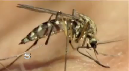 A resident in San Mateo County has tested positive for the Zika virus