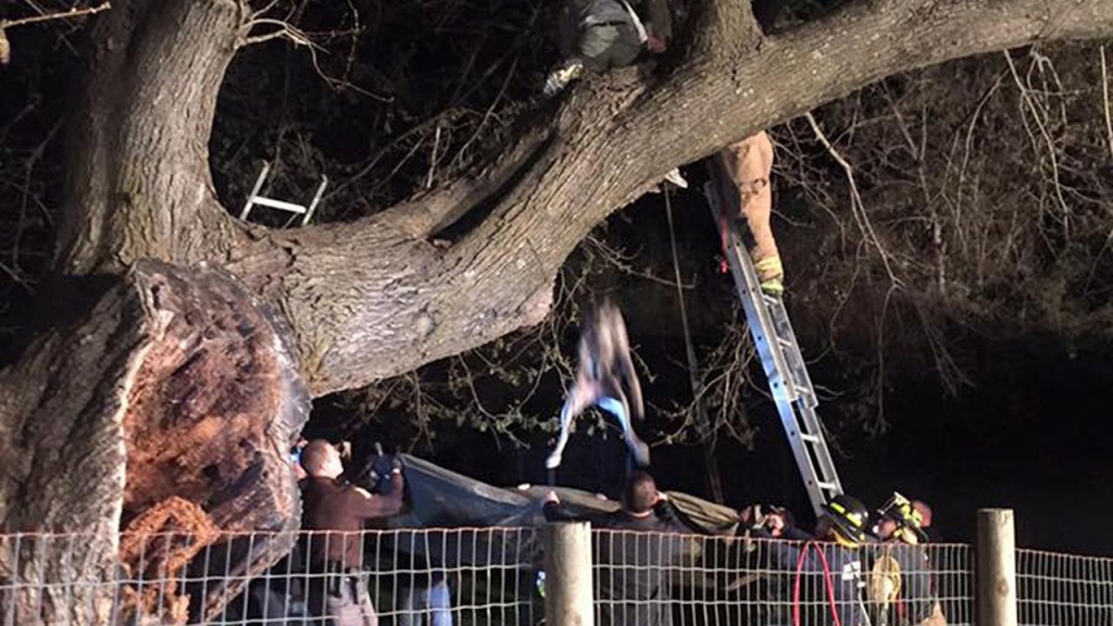 120-pound Great Dane rescued from tree