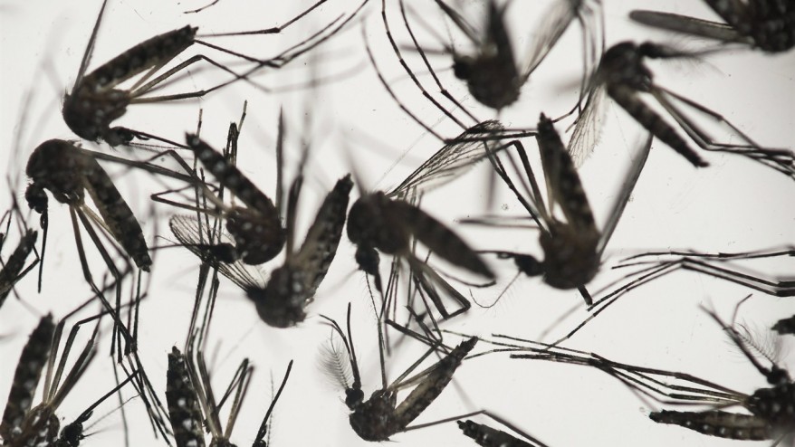 Scientists Use 3D-Printed 'Mini Brains' In Zika Research