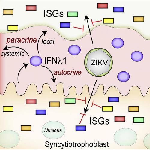 Trophoblasts resistant to Zika  Zika in the mouse