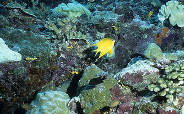 Coral along WA's Kimberley coast is being hampered by a bleaching event in northern Australian waters