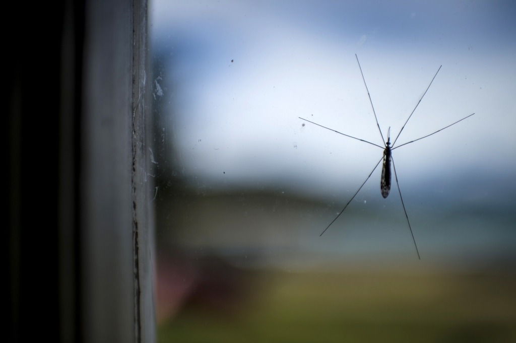 Kenza Moller6 min ago What Countries Are Free Of The Zika Mosquito? The Summer Will Bring A Bigger ThreatMARTIN BERNETTI  AFP  Getty Images