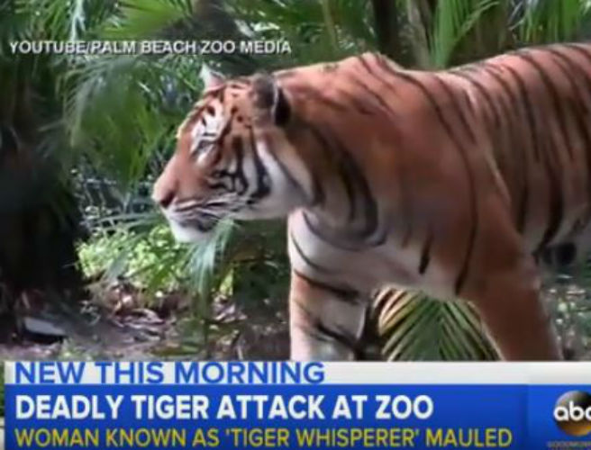 39;Tiger Whisperer&#39 mauled to death by large male tiger in an American zoo