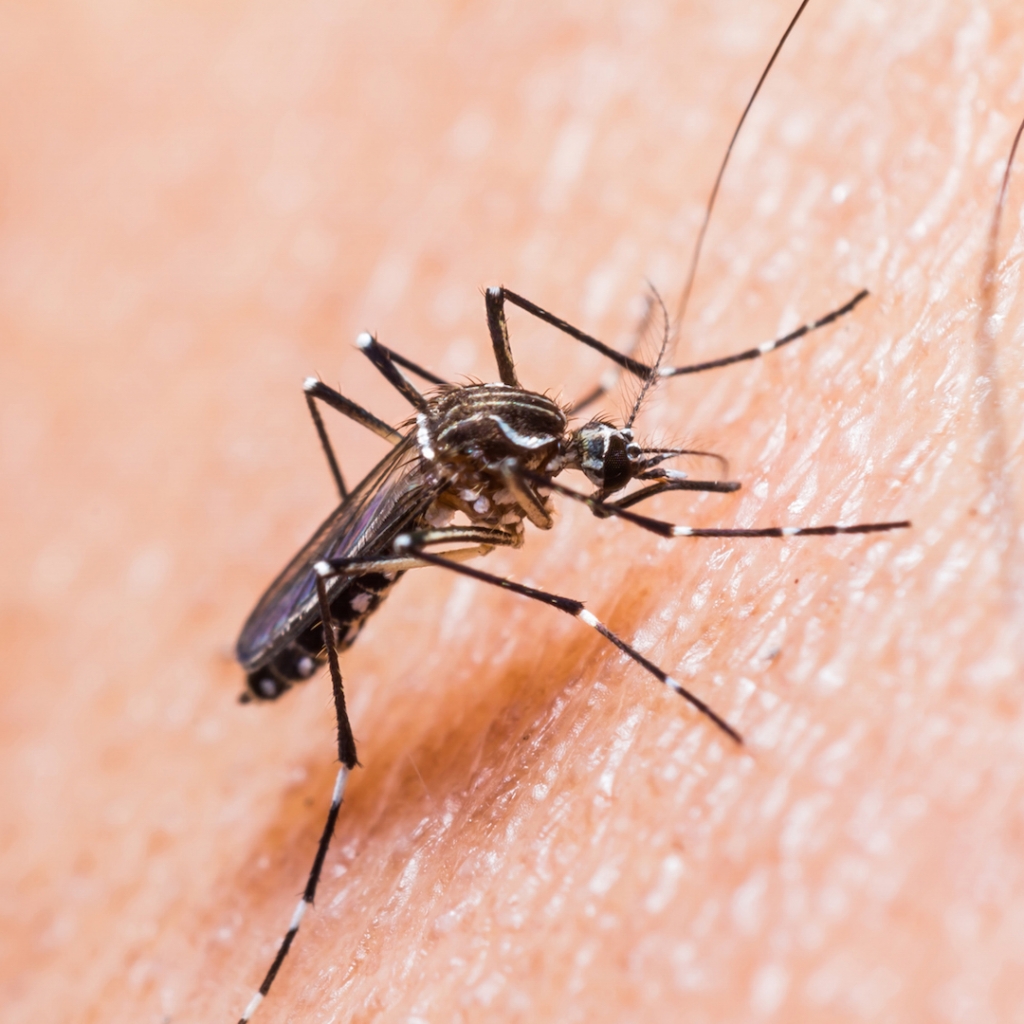 The Zika virus is typically spread with a mosquito bite and has recently started affecting people in the states