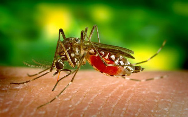 Zika count rises to 16 in Trinidad