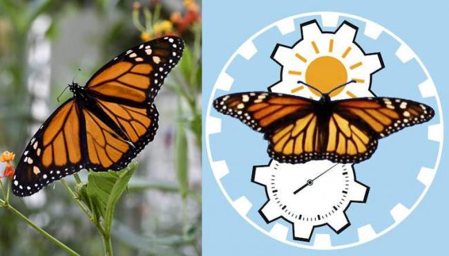 Scientists Crack Monarch Butterfly’s Inner Compass Secrets