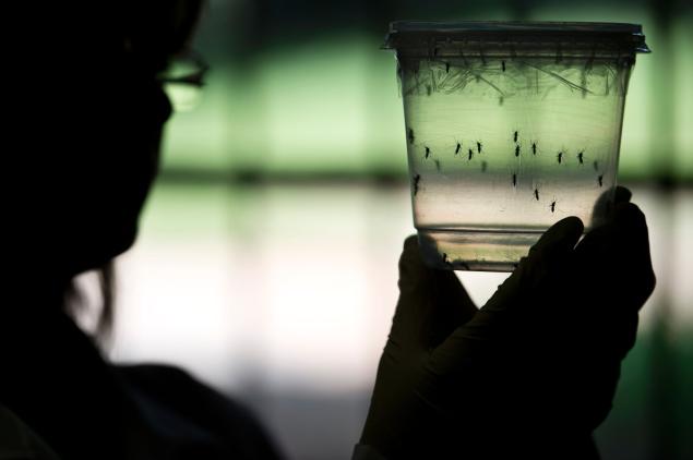 The Zika virus spread by mosquitoes may be linked to a second neurological disorder