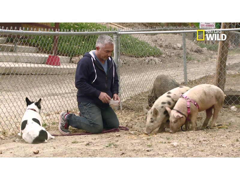 Cesar Millan 'Dog Whisperer,&#039 Won't Face Animal Cruelty Charges