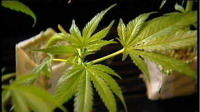 Final Votes May Be Close On Medical Marijuana Bill