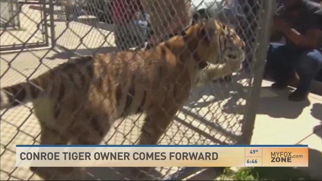 Tiger found wandering in streets target of attempted theft, officials say