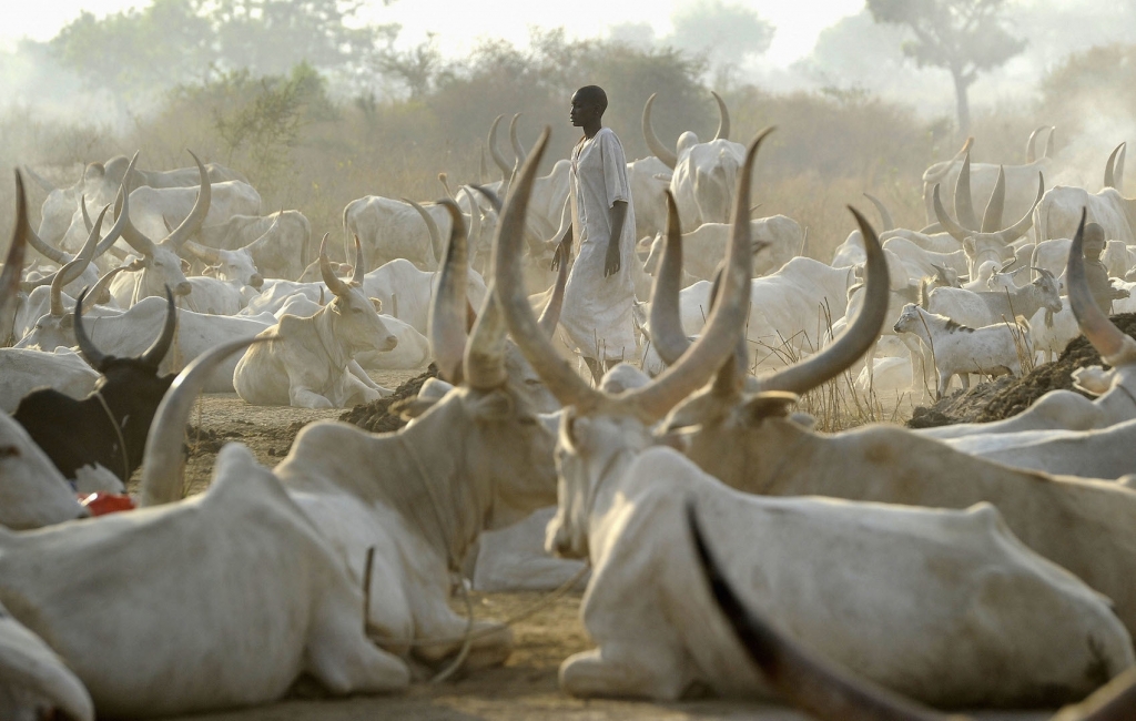 Ethiopian Death Toll Rises After Gunmen Abduct 100 Children and 2,000 Livestock