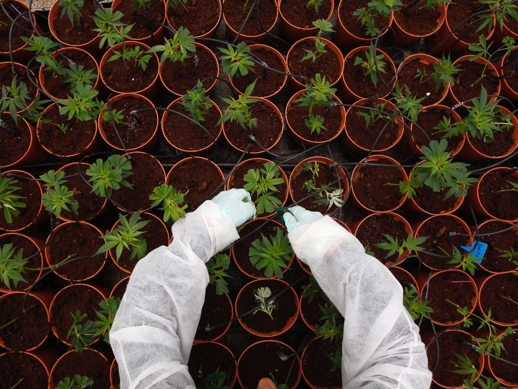 Reuters  Baz RatnerA worker tends to cannabis plants at a plantation near the northern Israeli city of Safed