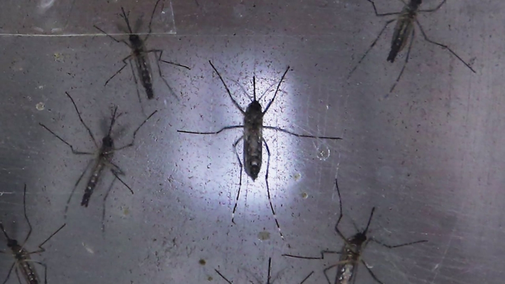 Salt Lake Co. woman infected with Zika virus gives birth