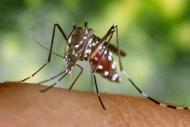 Zika prompts Ohio health department warning