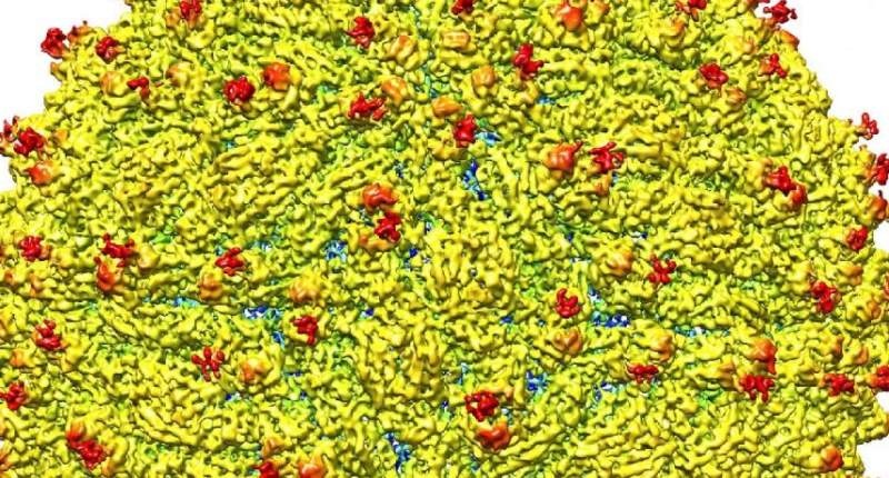 What's Zika Look Like? Virus' Structure Determined for the First Time