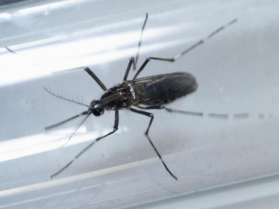 An aedes aegypti mosquito is seen inside a test tube as part of a research on preventing the spread of the Zika virus and other mosquito-borne diseases at a control and prevention center in Guadalupe neighbouring Monterrey Mexico in this