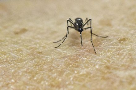 Zika virus in S'pore is inevitable: Dr Amy Khor