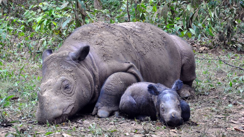 Sumatran rhinoceros resting