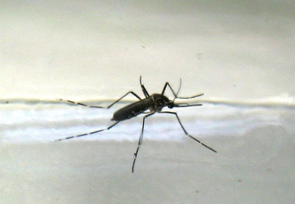 The Aedes mosquito the main vector for both dengue fever and Zika virus