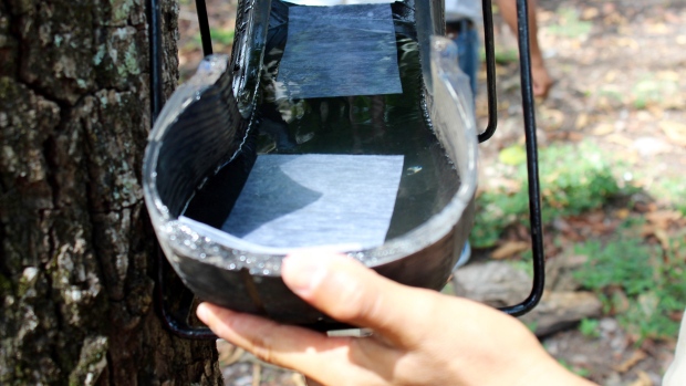 The bottom half of an'ovillanta' a mosquito trap made out of repurposed used tires